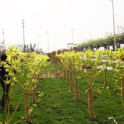 翠屏路綠化改造提升工程