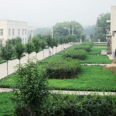 井陘污水處理廠(chǎng)綠化工程