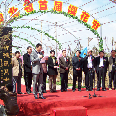 河北省首屆櫻花節(jié)